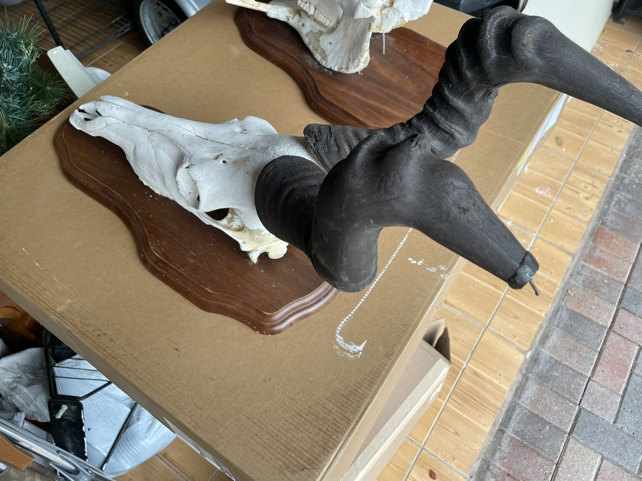 Hartebeest Skull Taxidermy Wall Mount