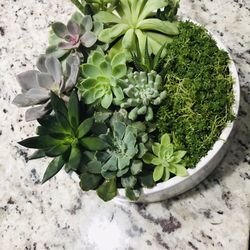 Succulent Arrangements Home Decor Planter Stand Flower Plant Cactus