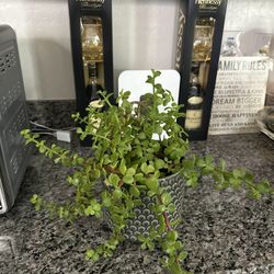 elephant plant - $20