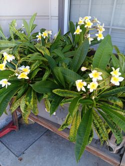 Plumeria cuttings