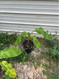 Banana plants