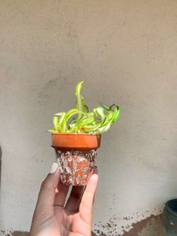 Spider Plant Cuttings