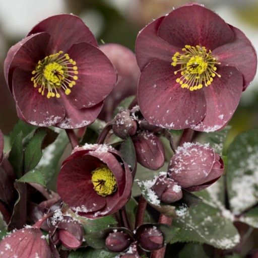 'Nightingale' Hellebore