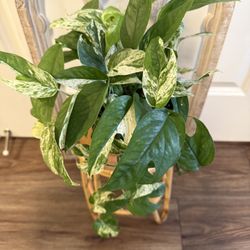 Epipremnum Pinnatum Marble Split Leaf