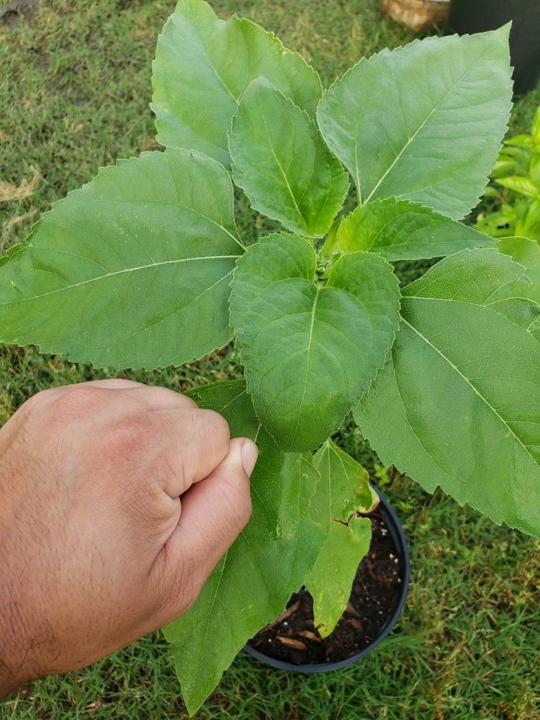 Mammoth Sunflower Plant In Pot