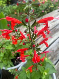 Red Salvia  / Scarlet Sage