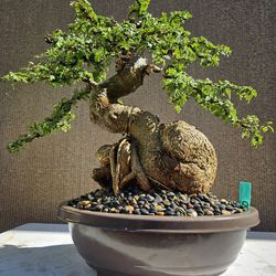 Old Limonia acidissima ( Cây Cần Thăng _ Feoniella lucida ) Bonsai Tree,,