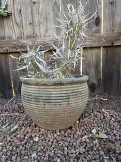 Paper Spike Cactus In Pot, Healthy Well Rooted Paper Spike Cactus 🌵 