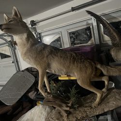 Taxidermy collection