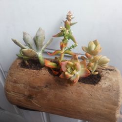 Driftwood Planter Succulent Arrangement 