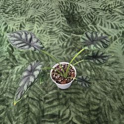 Alocasia baginda 'Dragon Scale' Rare Tropical Plant 4 inch grow pot