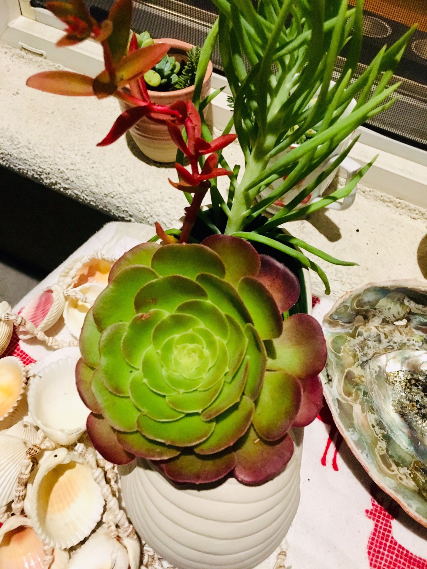 Succulent plants in beautiful shell planter
