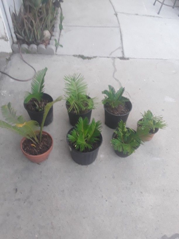 Seaga Palm Plants