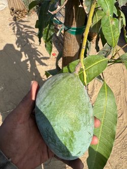 2 in 1 mango