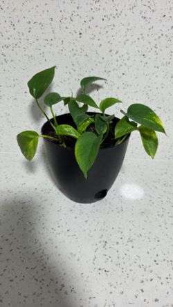 Live Pothos House Plant. Great For Purifying Air. Or trade with another plant.
