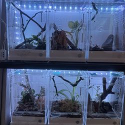 CRESTED GECKO cages 