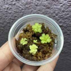 Mixed Pinguicula Cups