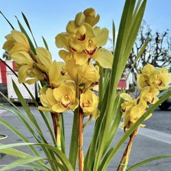 Cymbidium Orchid Big 3 Feet Tall địa lan vàng lớn2 Spikes Gallon 