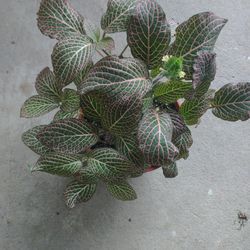 6" Nerve Plant 