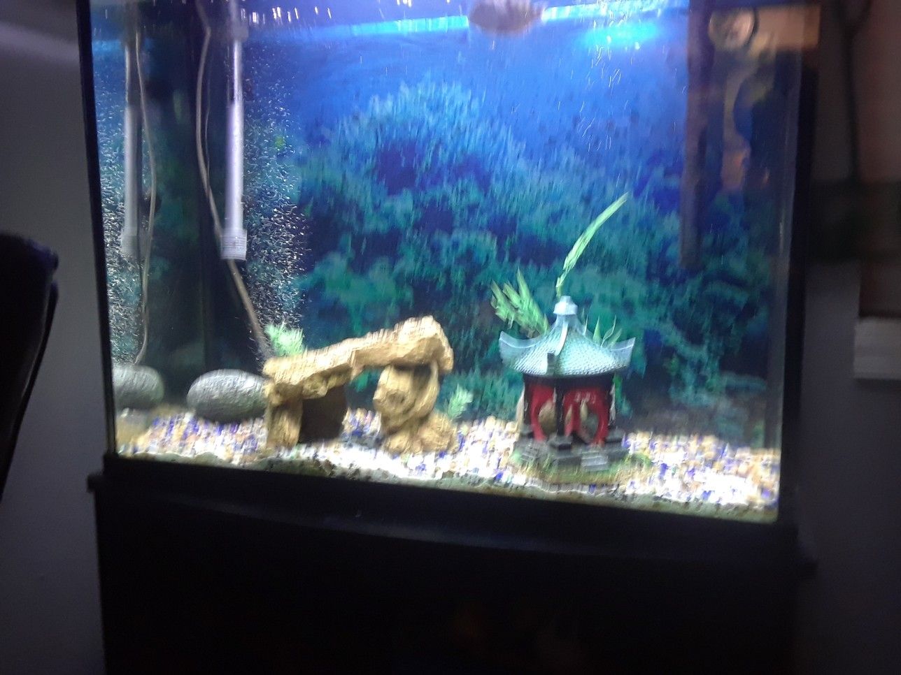 40 gallon fish tank