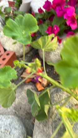 Geranium Rooted Red And Succulents 