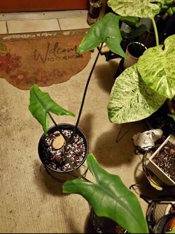 Alocasia zebrina