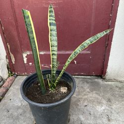 Snake Plant