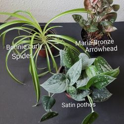HOUSEPLANTS BUNDLE 