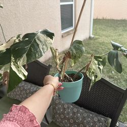 Monstera Albo Highly Variegated  