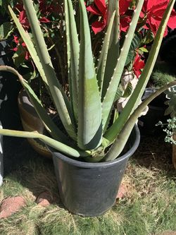 Aloe Vera Plant