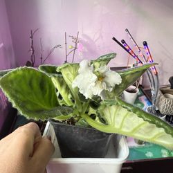 Snow White African Violet Blooming 