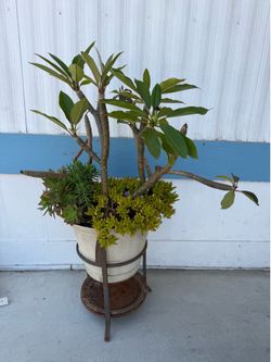 Large Plumeria & Succulent Pot w/ Metal Stand