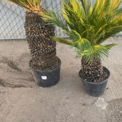 Small 1ft Palm Tree 