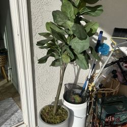 Nice Fig Tree With Holder 