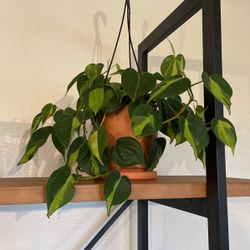 PLANT IN TERACATE POT 