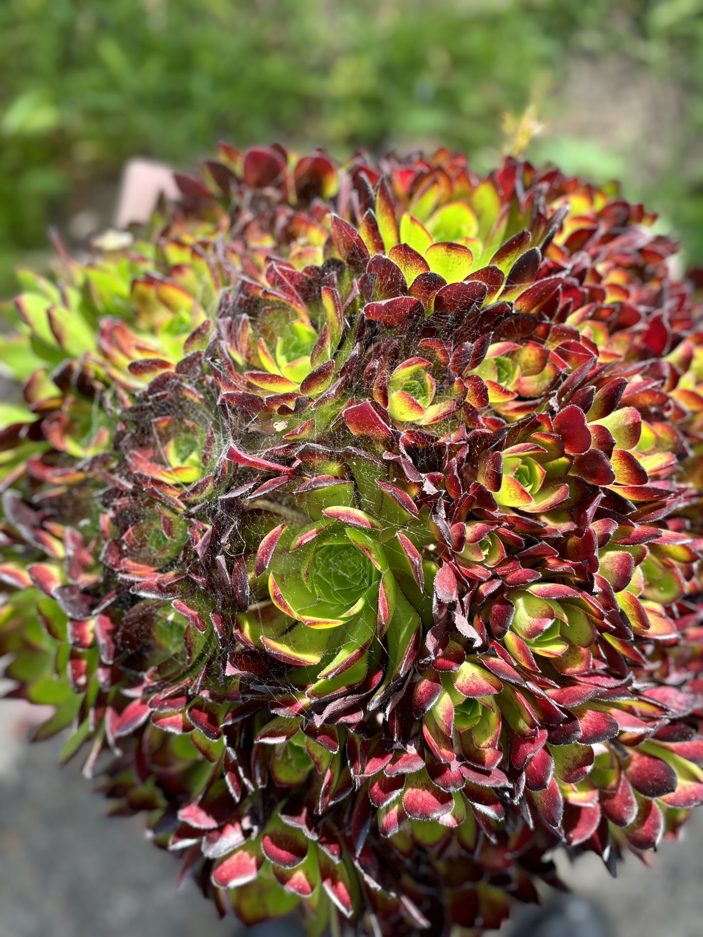 Beautiful Colourful Plant 