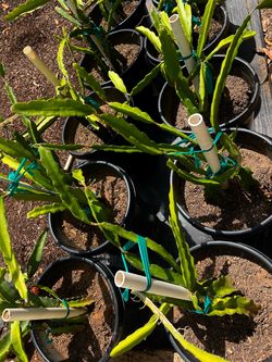 Dragon Fruit Plants in 15 gallon pots