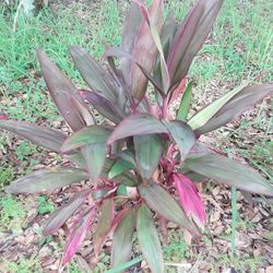 Huge Plant  In Weeki Wachee Spring Hill
