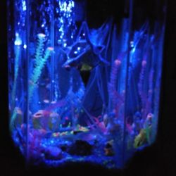 35 Gallon Hexagon Fish Tank