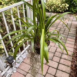 Hawaiian Clorophytum 