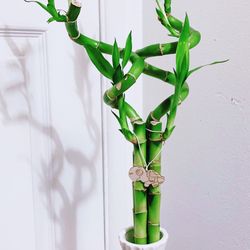 🎋Lucky Bamboo Plants🎋Ceramic Pot - 24” Tall