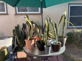Updated Potted Snake Plants – Set of Several