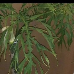 Rare Philodendron Warszewiczii Plant Three Leaf Top Cutting 