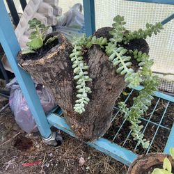 Log Planter With Plants 