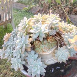 Ceramic Frog Pot W/ Plant 