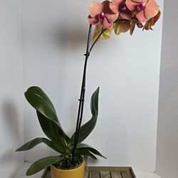 SALE ORCHID WITH POT $15
