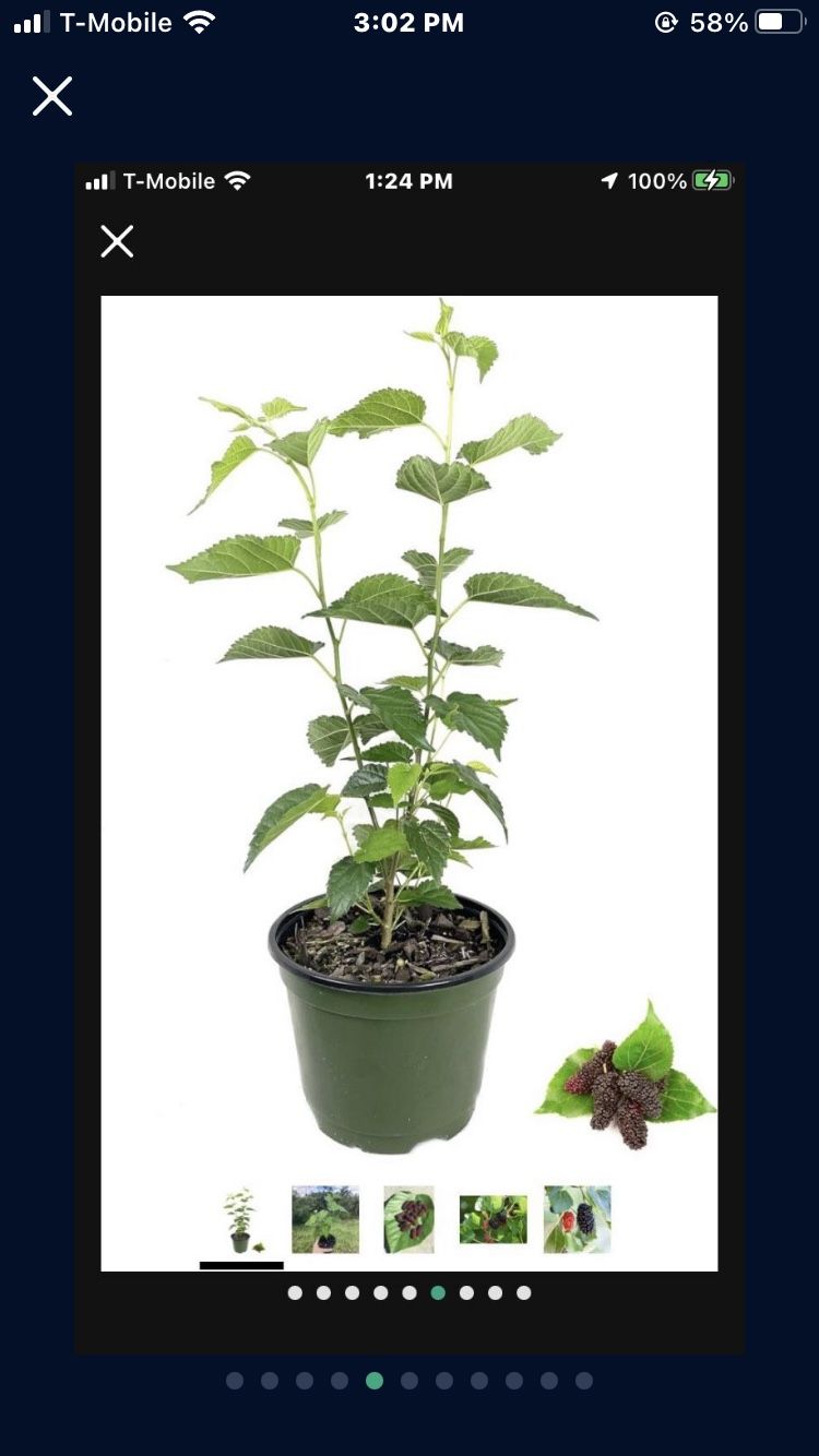 Mulberry 1 Gallon Plant Fully Rooted Plant