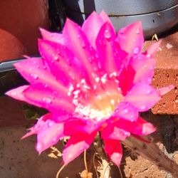 Echinopsis Cactus