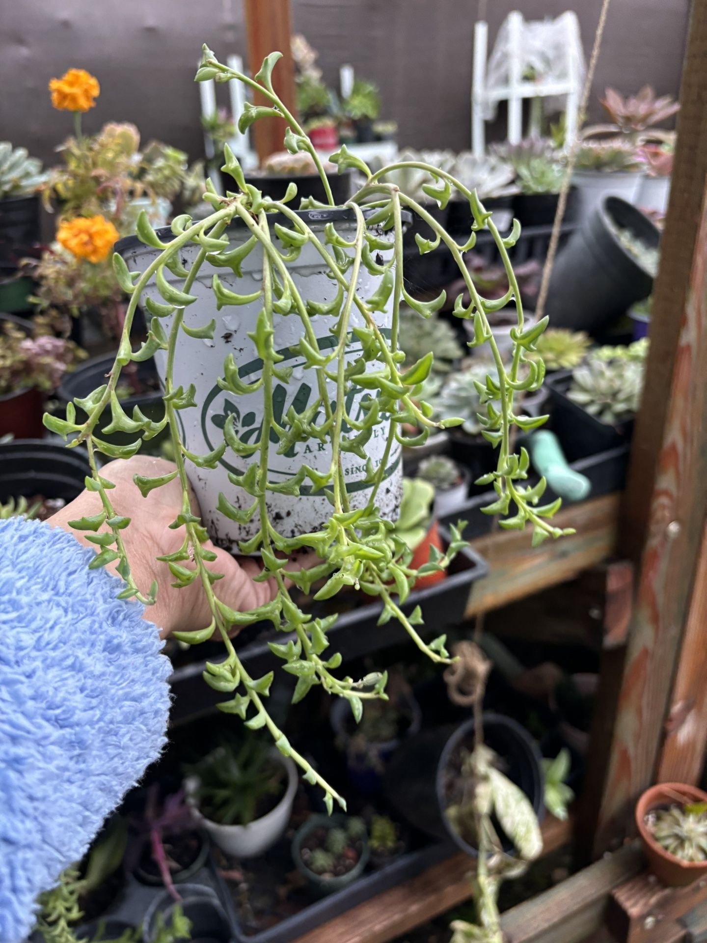 String Of Dolphins 5”