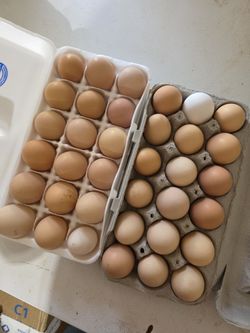Fertile Eggs